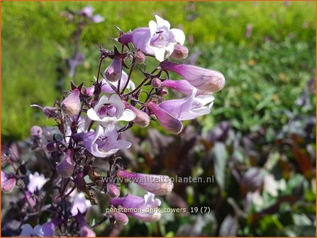 Penstemon digitalis &#039;Dark Towers&#039; | Slangenkop, Schildpadbloem | Fingerhutf&ouml;rmiger Bartfaden