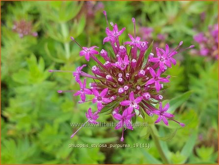 Phuopsis stylosa &#039;Purpurea&#039; | Perzische kruisjesplant | Baldriangesicht