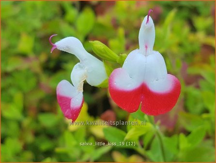 Salvia &#039;Little Kiss&#039; | Salie, Salvia | Salbei