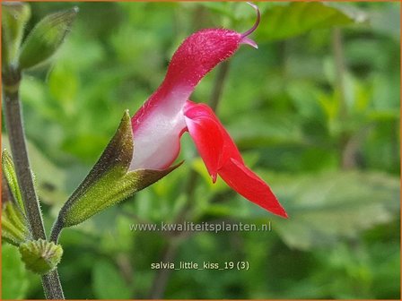 Salvia &#039;Little Kiss&#039; | Salie, Salvia | Salbei