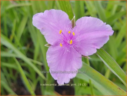 Tradescantia &#039;Perinne&#039;s Pink&#039; | Eendagsbloem, Vaderplant, Matrozensla | Dreimasterblume