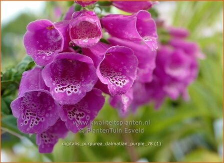 Digitalis purpurea &#039;Dalmatian Purple&#039; | Vingerhoedskruid | Roter Fingerhut