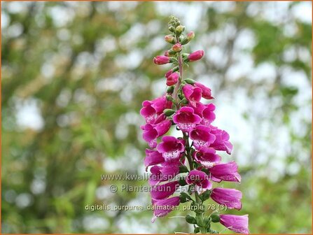 Digitalis purpurea &#039;Dalmatian Purple&#039; | Vingerhoedskruid | Roter Fingerhut