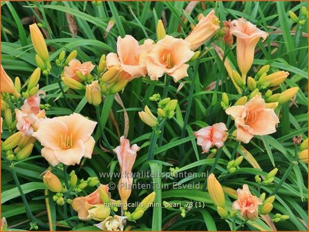 Hemerocallis &#039;Mini Pearl&#039; | Daglelie | Taglilie