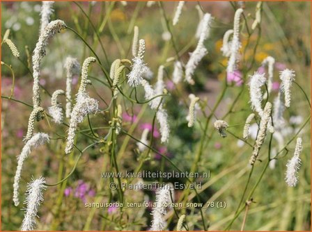 Sanguisorba tenuifolia &#039;Korean Snow&#039; | Hoge pimpernel, Sorbenkruid, Pimpernel | Hoher Wiesenknopf