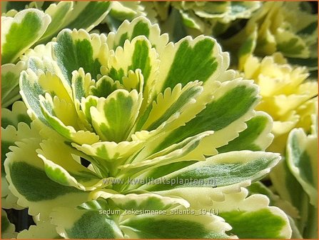 Sedum takesimense &#039;Atlantis&#039; | Vetkruid | Fettblatt