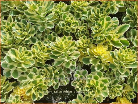 Sedum takesimense &#039;Atlantis&#039; | Vetkruid | Fettblatt