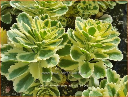 Sedum takesimense &#039;Atlantis&#039; | Vetkruid | Fettblatt