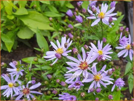 Aster cordifolius &#039;Blue Heaven&#039; | Hartbladaster, Aster | Herzbl&auml;ttrige Schleier-Aster