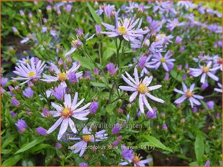 Aster cordifolius &#039;Blue Heaven&#039; | Hartbladaster, Aster | Herzbl&auml;ttrige Schleier-Aster