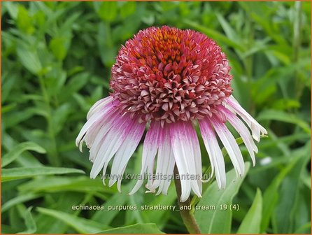 Echinacea purpurea &#039;Strawberry and Cream&#039; | Rode zonnehoed, Zonnehoed | Roter Sonnenhut