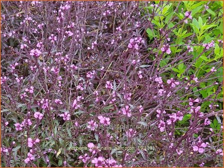 Verbena officinalis &#039;Bampton&#039; | IJzerhard | Echtes Eisenkraut