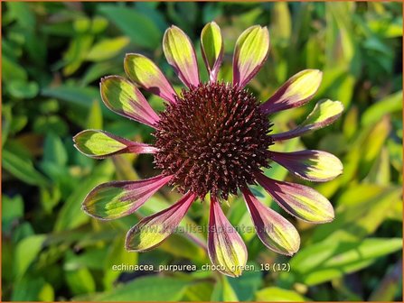 Echinacea purpurea &#039;Choco Green&#039; | Rode zonnehoed, Zonnehoed | Roter Sonnenhut