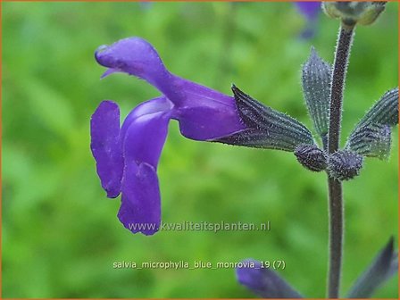 Salvia microphylla &#039;Blue Monrovia&#039; | Salie, Salvia | Johannisbeersalbei