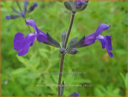 Salvia microphylla &#039;Blue Monrovia&#039; | Salie, Salvia | Johannisbeersalbei