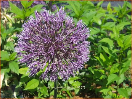 Allium &amp;#39;Powder Puff&amp;#39; | Sierui, Look | Lauch