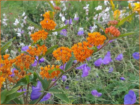 Asclepias tuberosa | Knolzijdeplant, Zijdeplant | Knollige Seidenpflanze