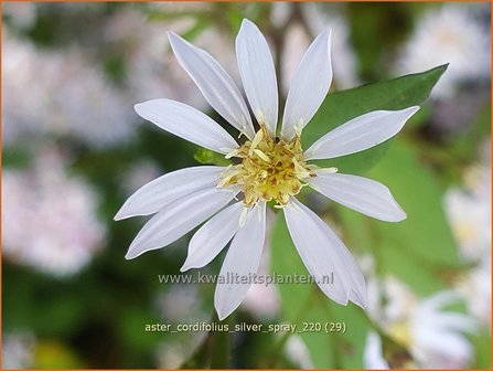 Aster cordifolius &amp;#39;Silver Spray&amp;#39; | Hartbladaster, Aster | Herzbl&auml;ttrige Schleier-Aster