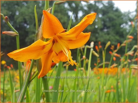 Crocosmia &#039;Star of the East&#039; | Montbretia | Montbretie