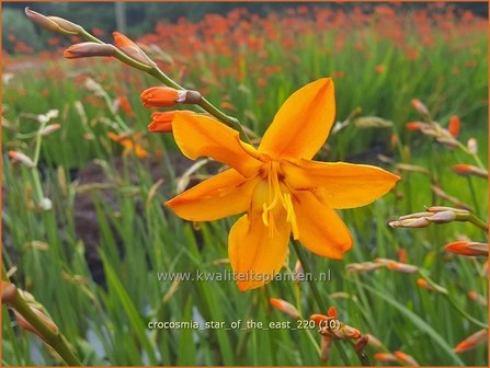 Crocosmia &#039;Star of the East&#039; | Montbretia | Montbretie