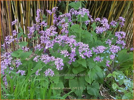 Lunaria annua | Judaspenning | Einj&auml;hriges Silberblatt