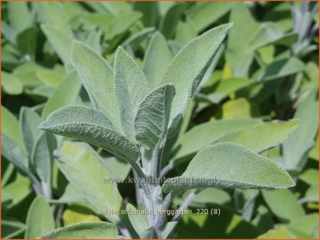 Salvia officinalis &amp;#39;Berggarten&amp;#39; | Echte salie, Keukensalie, Salie, Salvia | Echter Salbei