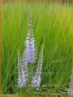 Veronica longifolia &amp;#39;Zoe&amp;#39; | Lange ereprijs, Ereprijs | Langbl&auml;ttriger Ehrenpreis