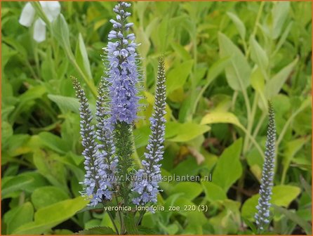 Veronica longifolia &amp;#39;Zoe&amp;#39; | Lange ereprijs, Ereprijs | Langbl&auml;ttriger Ehrenpreis