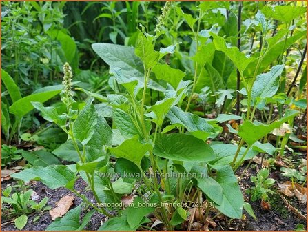 Chenopodium bonus-henricus | Brave Hendrik, Ganzenvoet | Guter Heinrich