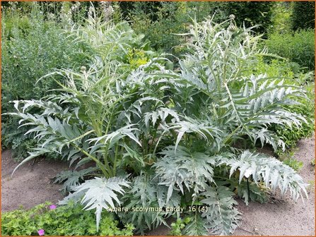 Cynara scolymus &amp;#39;Cardy&amp;#39; | Artisjok | Artischocke