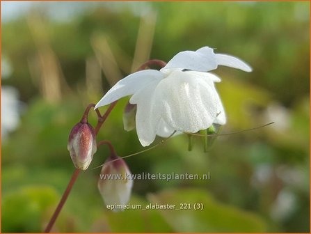 Epimedium &amp;#39;Alabaster&amp;#39; | Elfenbloem | Elfenblume