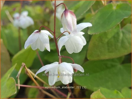 Epimedium &amp;#39;Alabaster&amp;#39; | Elfenbloem | Elfenblume