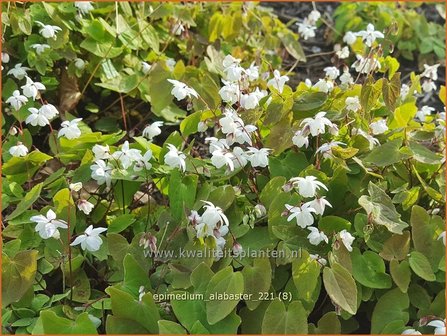 Epimedium &amp;#39;Alabaster&amp;#39; | Elfenbloem | Elfenblume