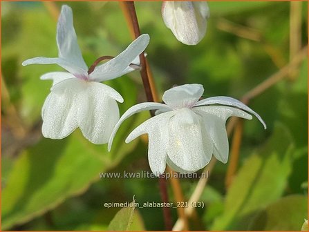 Epimedium &amp;#39;Alabaster&amp;#39; | Elfenbloem | Elfenblume