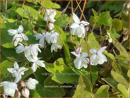 Epimedium &amp;#39;Alabaster&amp;#39; | Elfenbloem | Elfenblume