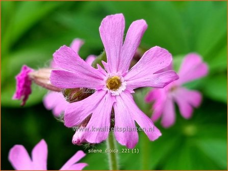 Silene dioica | Dagkoekoeksbloem, Koekoeksbloem, Lijmkruid | Rote Waldnelke