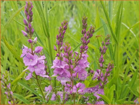 Veronica prostrata &amp;#39;Mrs Holt&amp;#39; | Liggende ereprijs, Ereprijs | Niederliegender Ehrenpreis