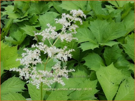 Rodgersia pinnata &amp;#39;Smaragd&amp;#39; | Schout-bij-nacht, Kijkblad | Fiederbl&auml;ttriges Schaublatt