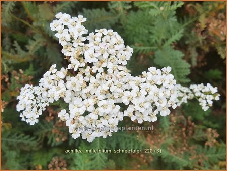 Achillea millefolium &amp;#39;Schneetaler&amp;#39; | Duizendblad | Gew&ouml;hnliche Schafgarbe