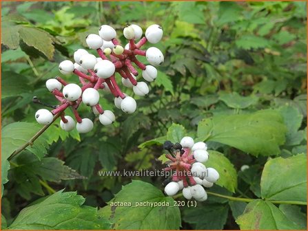 Actaea pachypoda | Christoffelkruid | Wei&szlig;fr&uuml;chtiges Christophskraut