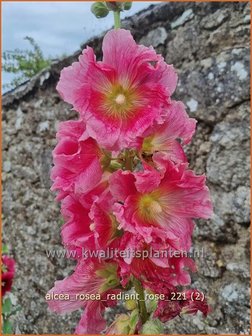 Alcea rosea &amp;#39;Radiant Rose&amp;#39; | Stokroos | Orientalische Stockrose