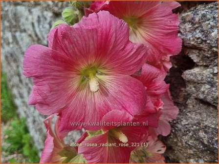 Alcea rosea &amp;#39;Radiant Rose&amp;#39; | Stokroos | Orientalische Stockrose