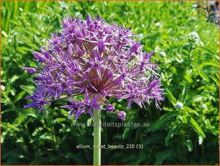 Allium &amp;#39;Violet Beauty&amp;#39; | Sierui, Look | Lauch