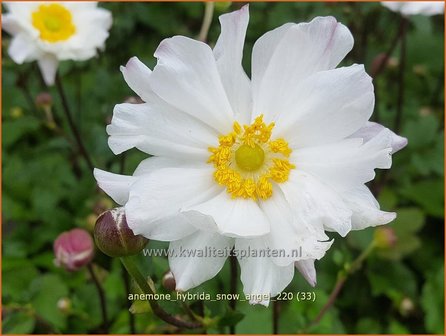 Anemone hybrida &amp;#39;Snow Angel&amp;#39; | Herfstanemoon, Japanse anemoon, Anemoon | Herbstanemone