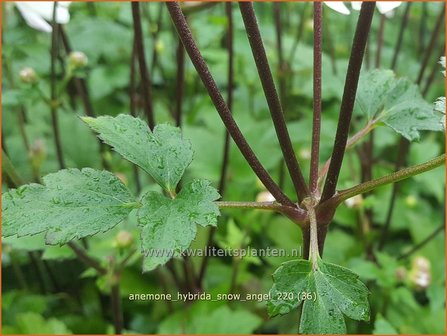 Anemone hybrida &amp;#39;Snow Angel&amp;#39; | Herfstanemoon, Japanse anemoon, Anemoon | Herbstanemone