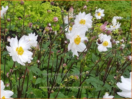 Anemone hybrida &amp;#39;Snow Angel&amp;#39; | Herfstanemoon, Japanse anemoon, Anemoon | Herbstanemone