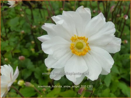 Anemone hybrida &amp;#39;Snow Angel&amp;#39; | Herfstanemoon, Japanse anemoon, Anemoon | Herbstanemone