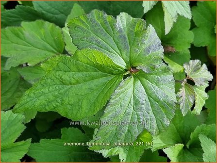 Anemone tomentosa &amp;#39;Albadura&amp;#39; | Herfstanemoon, Anemoon | Filzige Herbst-Anemone