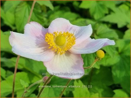 Anemone tomentosa &amp;#39;Albadura&amp;#39; | Herfstanemoon, Anemoon | Filzige Herbst-Anemone