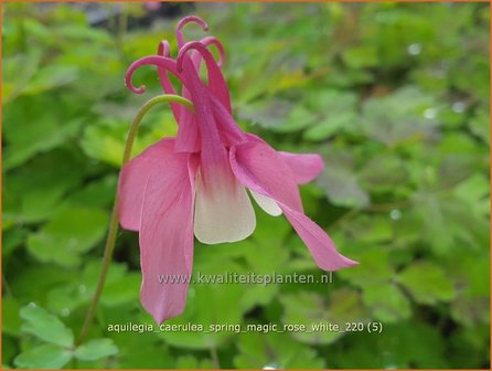 Aquilegia caerulea &amp;#39;Spring Magic Rose White&amp;#39; | Akelei | Langspornige Akelei